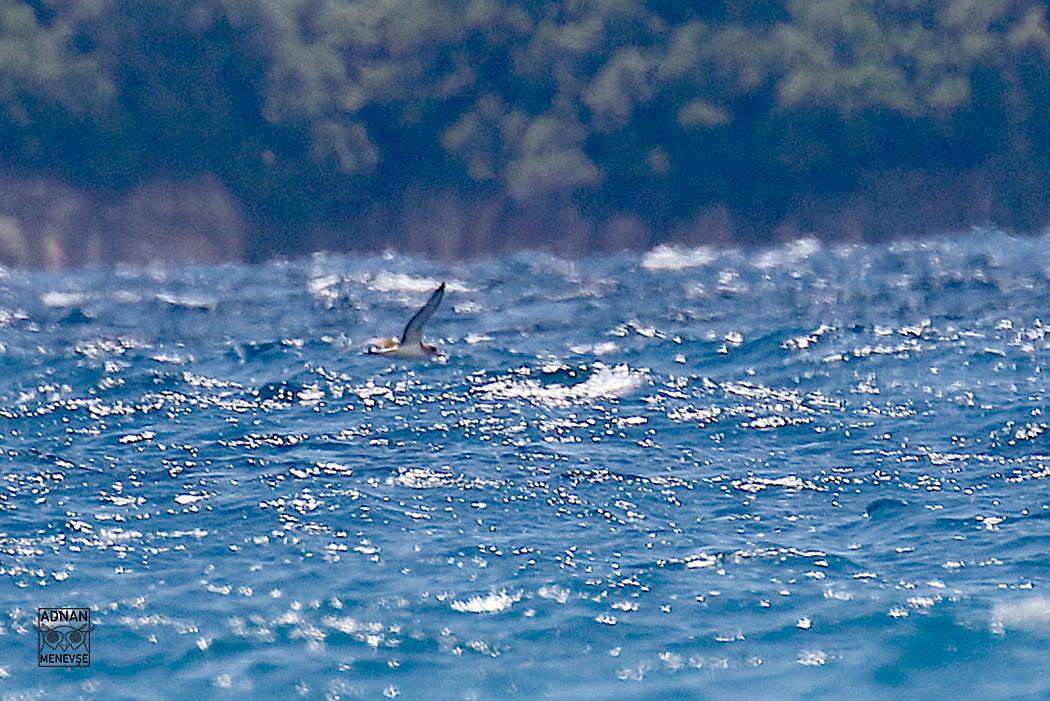 Cory's Shearwater